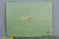 藏品(強壯蛛形蟹)的圖片